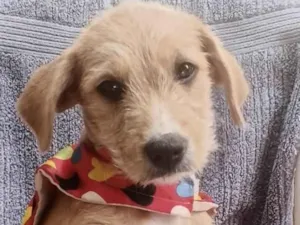 Cachorro raça Mestiço  idade 2 a 6 meses nome Ralf 