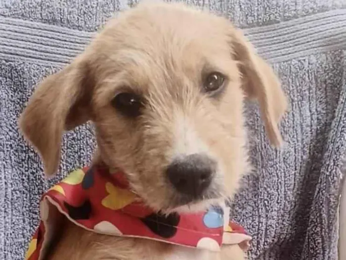 Cachorro ra a Mestiço  idade 2 a 6 meses nome Ralf 