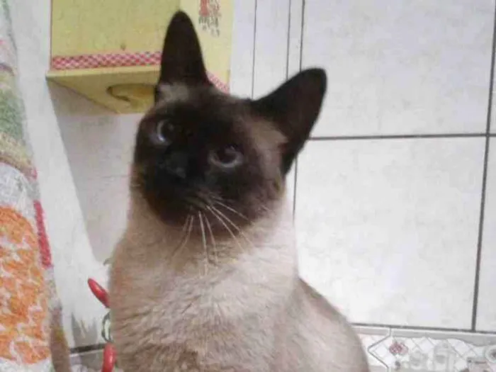 Gato ra a Vira Lata (Siamês) idade 5 anos nome Kleber