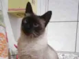 Kleber