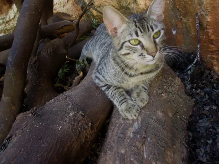 Gato ra a Vira Lata idade 6 ou mais anos nome Sata
