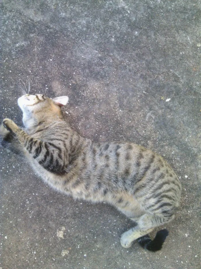 Gato ra a Vira Lata idade 6 ou mais anos nome Sata