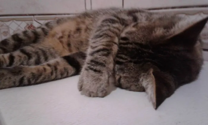 Gato ra a Vira Lata idade 6 ou mais anos nome Sata