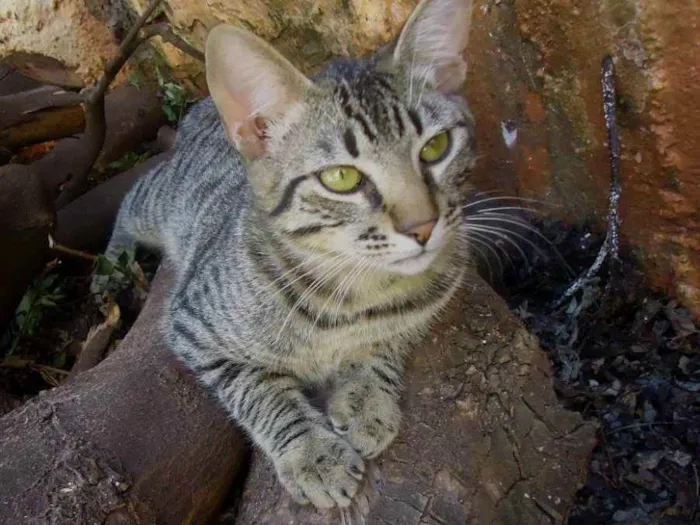 Gato ra a Vira Lata idade 6 ou mais anos nome Sata