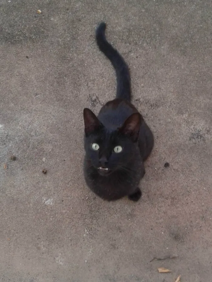 Gato ra a Vira Lata idade 6 ou mais anos nome Buiu