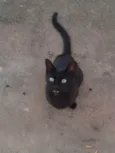 Buiu