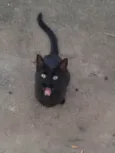 Buiu