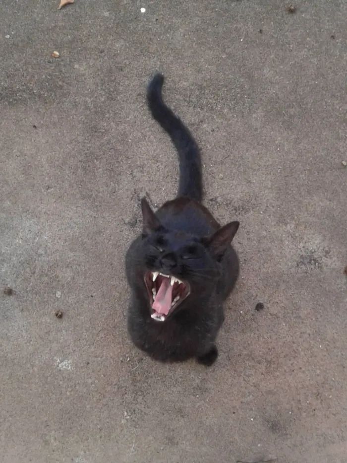 Gato ra a Vira Lata idade 6 ou mais anos nome Buiu