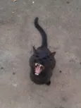 Buiu