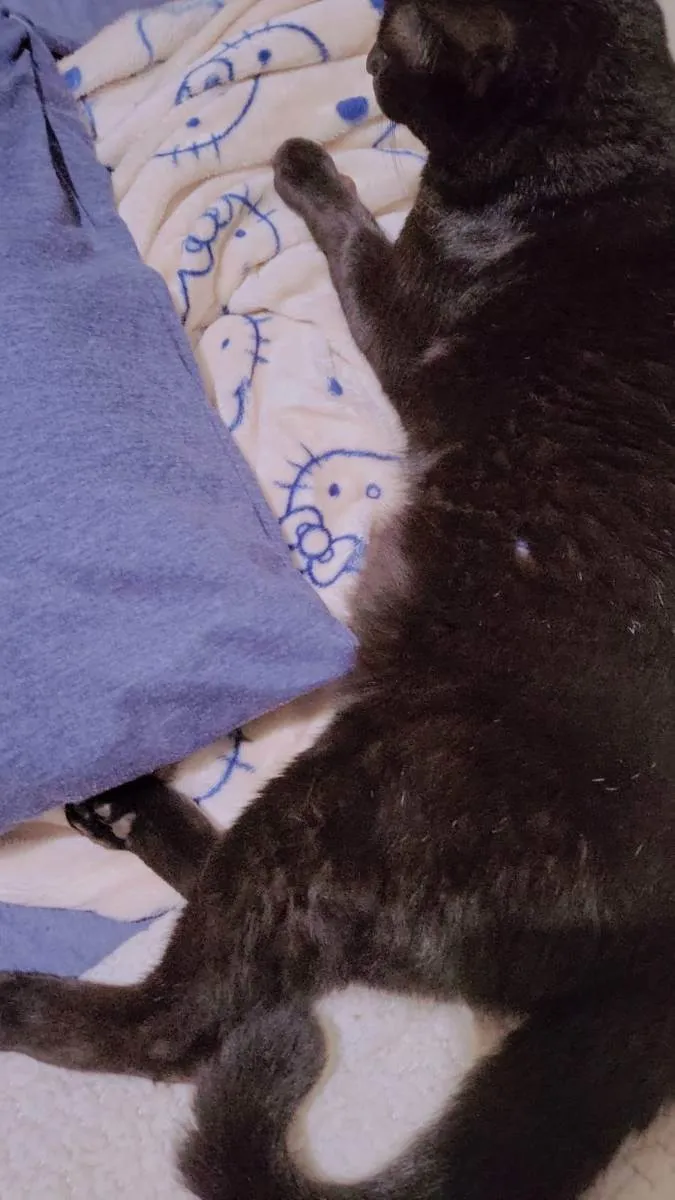 Gato ra a Vira Lata idade 5 anos nome Luis