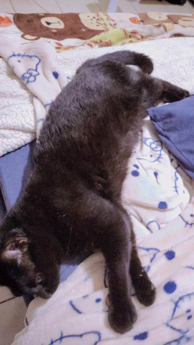 Gato ra a Vira Lata idade 5 anos nome Luis