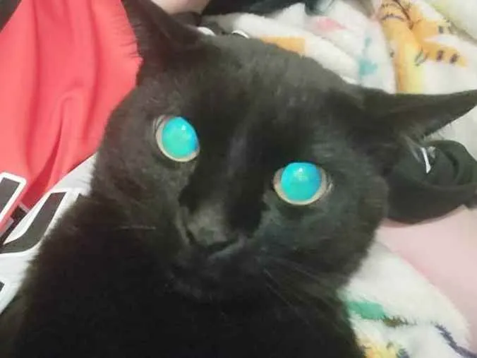 Gato ra a Vira Lata idade 5 anos nome Luis