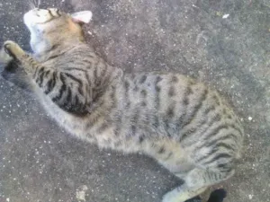 Gato raça Vira Lata idade 6 ou mais anos nome Sata