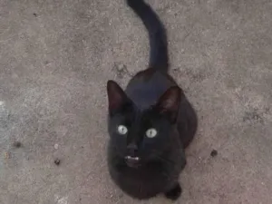 Gato raça Vira Lata idade 6 ou mais anos nome Buiu