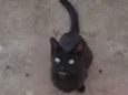 Buiu