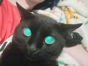Gato raça Vira Lata idade 5 anos nome Luis