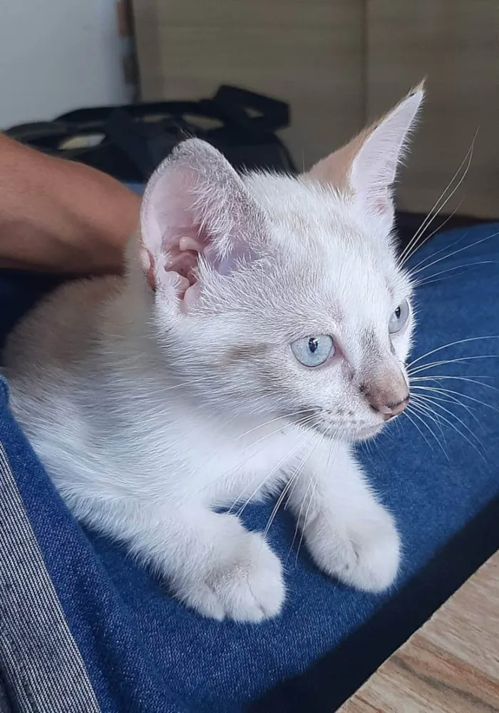 Gato raça SRD (Sem raça definida) idade 2 a 6 meses nome Pipoca