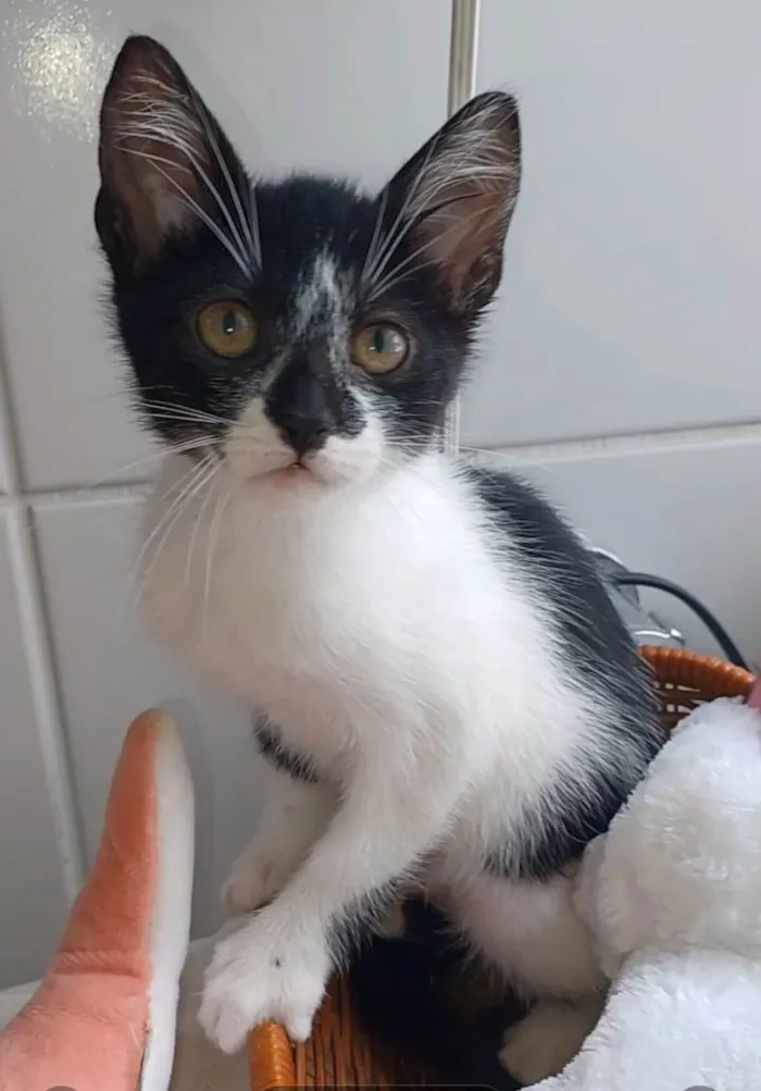 Gato raça Srd idade 2 a 6 meses nome Cjiara