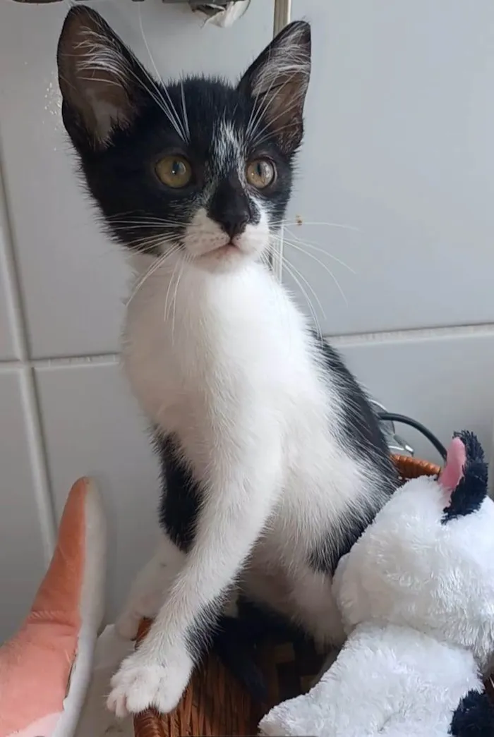 Gato raça Srd idade 2 a 6 meses nome Cjiara