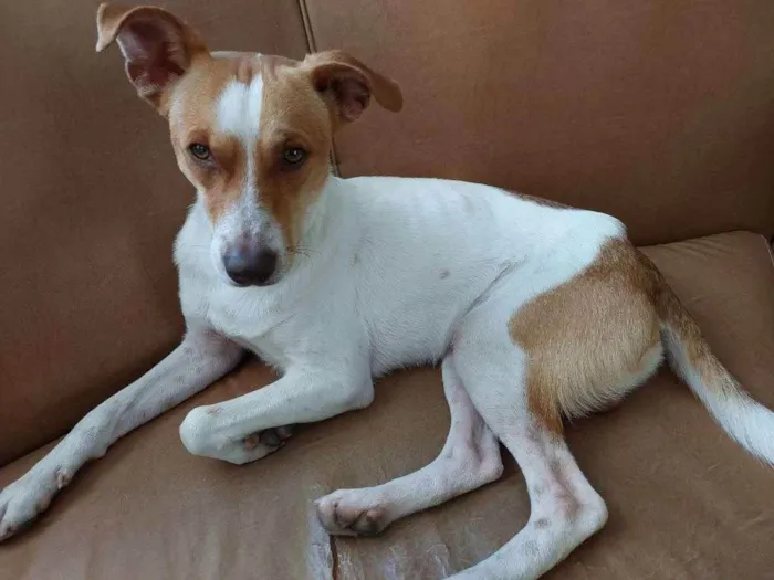 Cachorro ra a Viralata idade 7 a 11 meses nome Márcio 