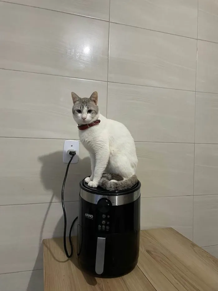 Gato ra a  idade 2 anos nome Dante