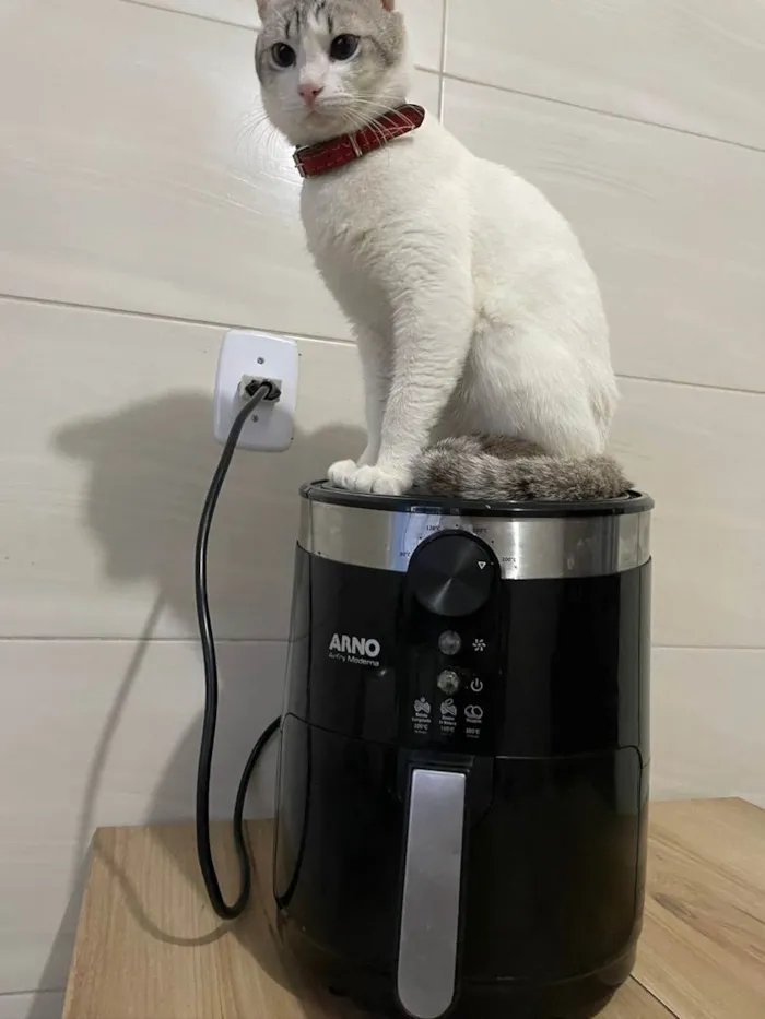 Gato ra a  idade 2 anos nome Dante