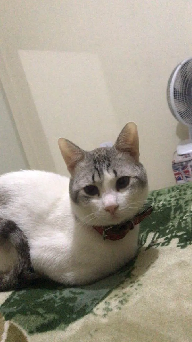 Gato ra a  idade 2 anos nome Dante