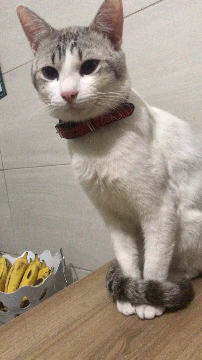 Gato ra a  idade 2 anos nome Dante