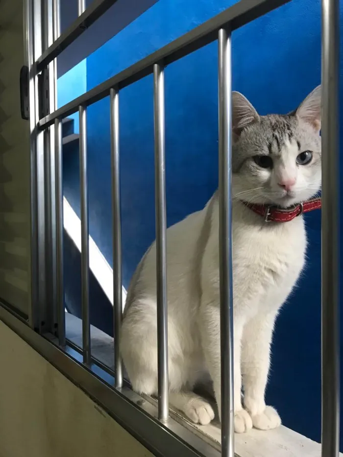 Gato ra a  idade 2 anos nome Dante