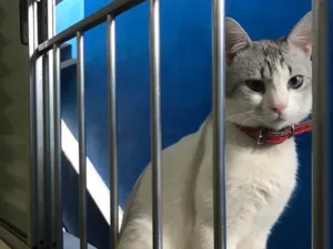 Gato raça  idade 2 anos nome Dante