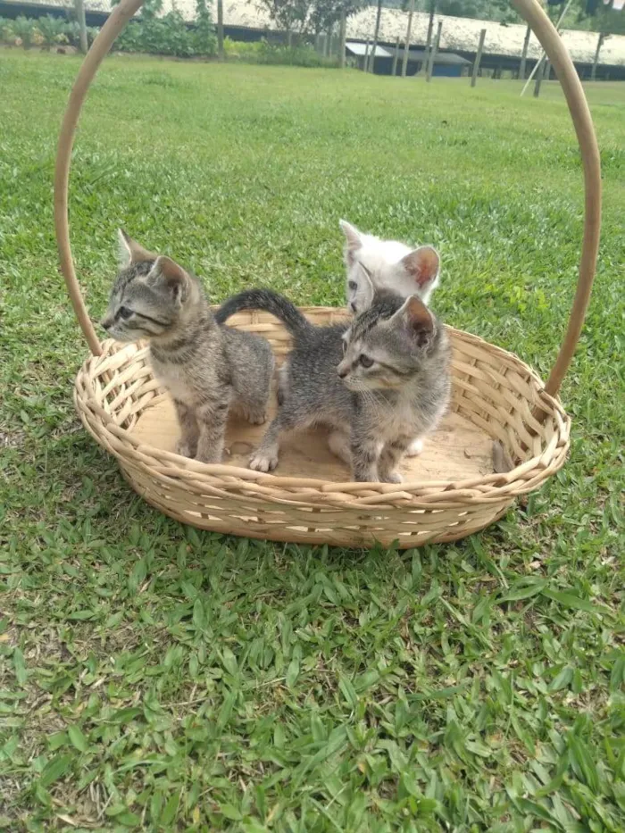 Gato ra a Não sei informar idade Abaixo de 2 meses nome Sem nome