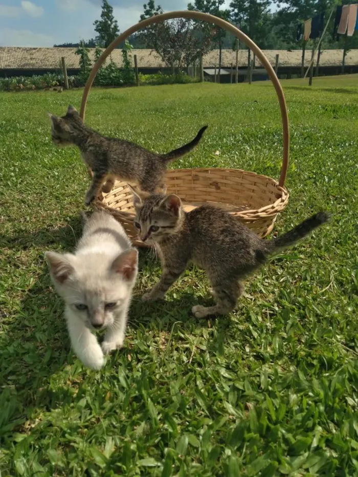 Gato ra a Não sei informar idade Abaixo de 2 meses nome Sem nome