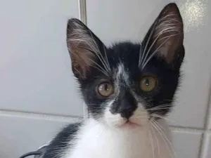 Gato raça Srd idade 2 a 6 meses nome Cjiara