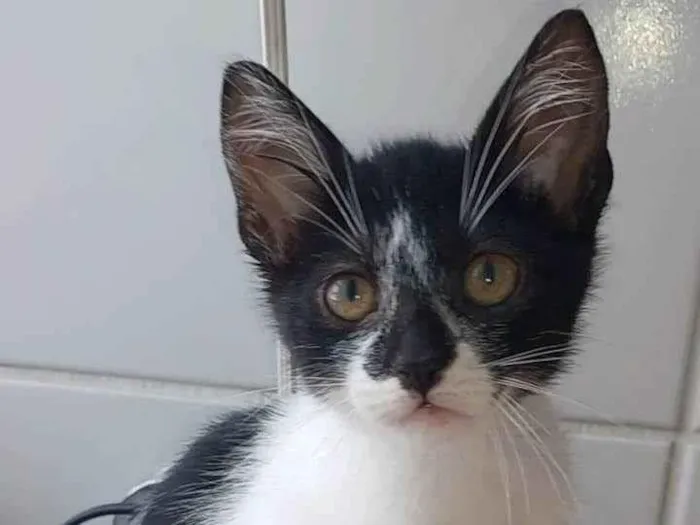 Gato raça Srd idade 2 a 6 meses nome Cjiara
