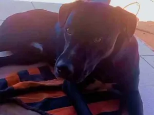 Cachorro raça Pitbull com vira lata idade Abaixo de 2 meses nome Luke