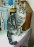 Adelly