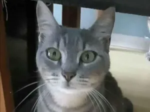 Gato raça Srd idade 2 anos nome Adelly