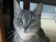 Adelly
