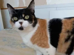 Gato raça Srd idade 1 ano nome Sara