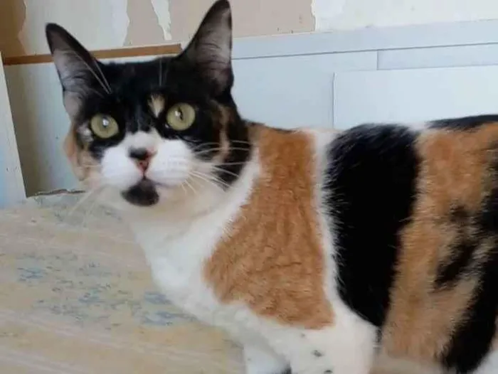 Gato ra a Srd idade 1 ano nome Sara