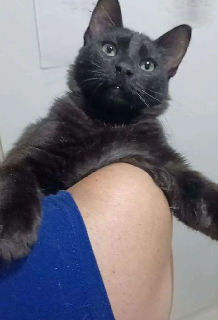 Gato ra a Srd idade 7 a 11 meses nome Sansao
