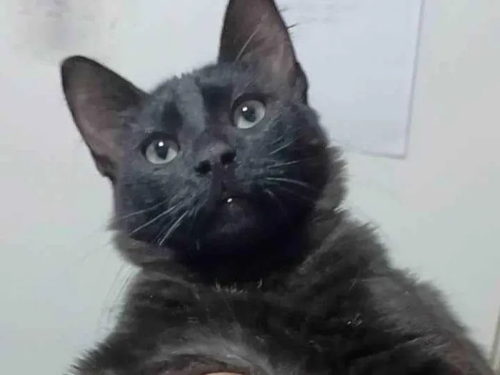 Gato ra a Srd idade 7 a 11 meses nome Sansao