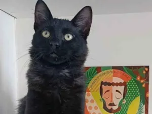 Gato raça Srd idade 7 a 11 meses nome Sansao