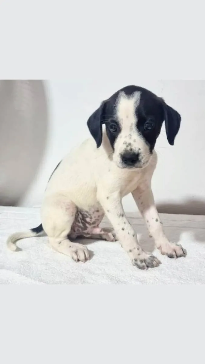 Cachorro ra a Srd idade 2 a 6 meses nome Bola oito