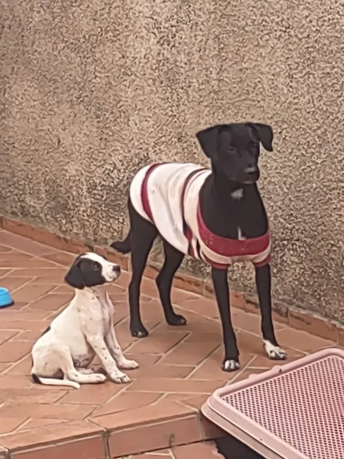 Cachorro ra a Srd idade 2 a 6 meses nome Bola oito