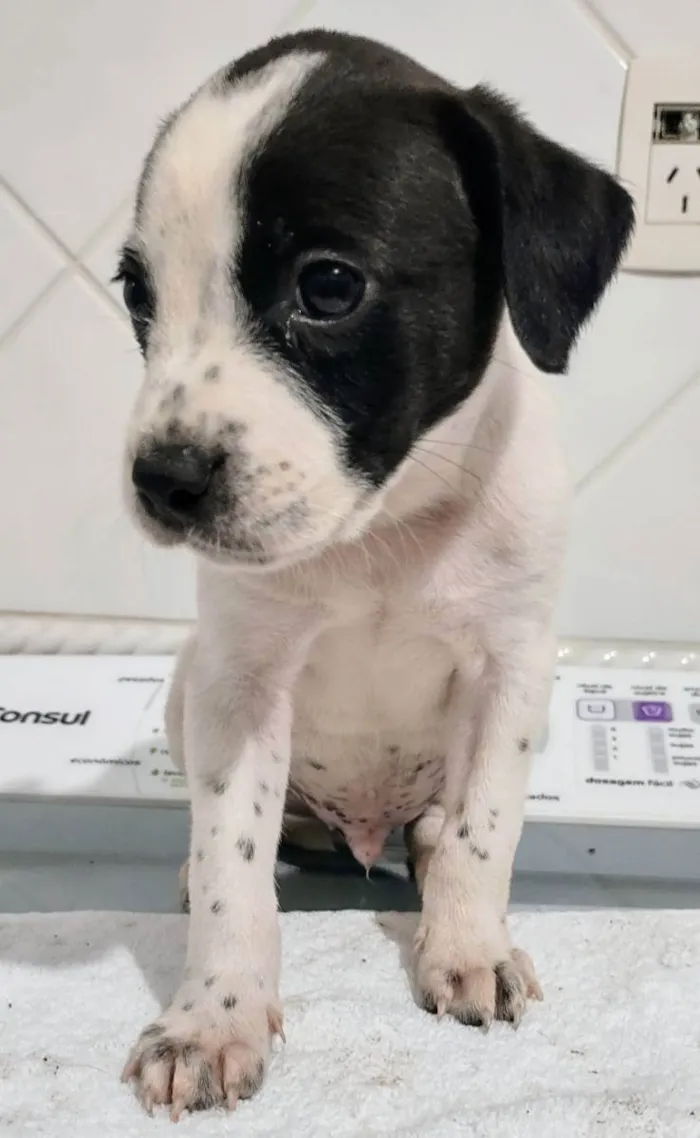 Cachorro ra a Srd idade 2 a 6 meses nome Bola oito