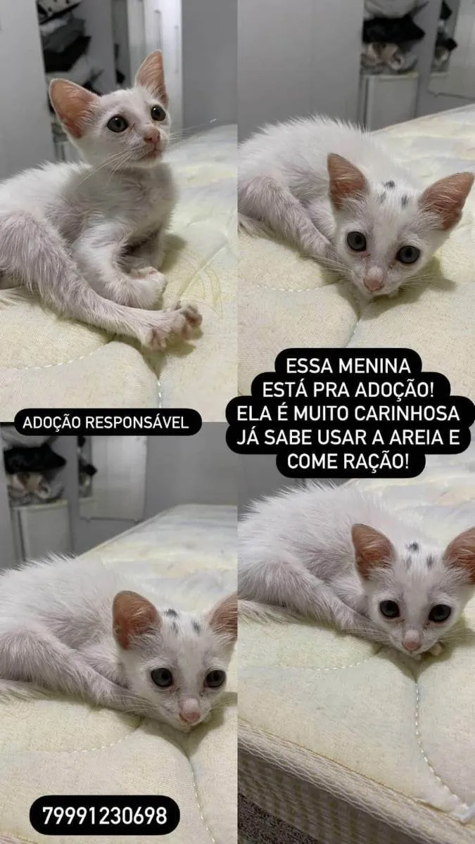 Gato ra a Indefinida idade 2 a 6 meses nome Gatinha 