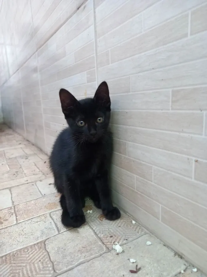 Gato ra a Sem raça definida  idade 2 a 6 meses nome Gatinhos filhotes