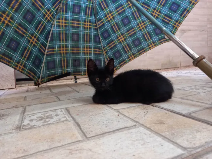 Gato ra a Sem raça definida  idade 2 a 6 meses nome Gatinhos filhotes