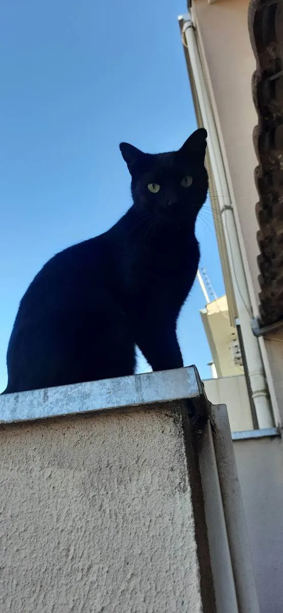 Gato ra a  idade 2 anos nome Gatinha Fúria da Noi